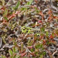Mottled Grasshopper, Myrmeleotettix maculatus, Alan Prowse